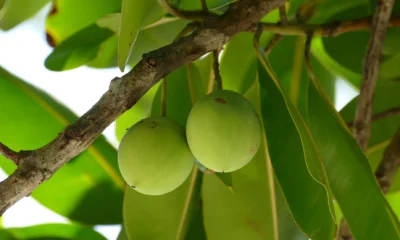 Tamanu Oil for Acne Scars